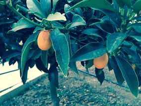 Pihalla kasvaa appelsiinipuu